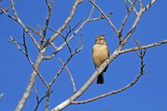 Coal-Crested Finch photo 2