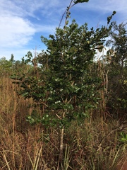 Copaifera langsdorffii