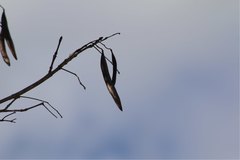 Stereospermum euphorioides