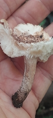 None (Lepiota brunneoincarnata)