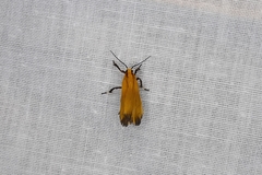 Lycomorphodes sordida