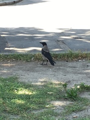 Corvus cornix