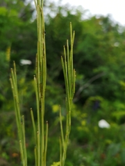 Erysimum virgatum