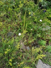 Erysimum virgatum