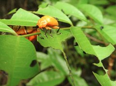 Podontia lutea