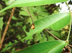 Podontia lutea