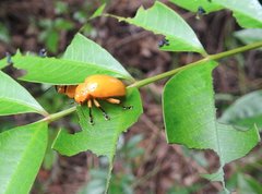 Podontia lutea