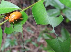 Podontia lutea
