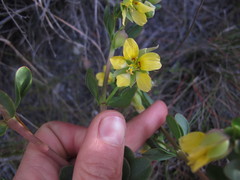 Roepera flexuosa