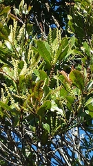 Homalium