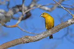 Hepatic Tanager photo 5