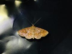 Antiblemma concinnula