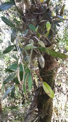 Ploiarium