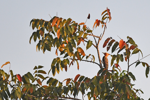 Ochre-backed Woodpecker (Celeus ochraceus), photo 9