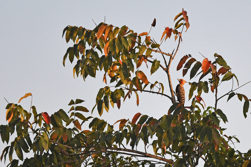 Ochre-backed Woodpecker (Celeus ochraceus), photo 3