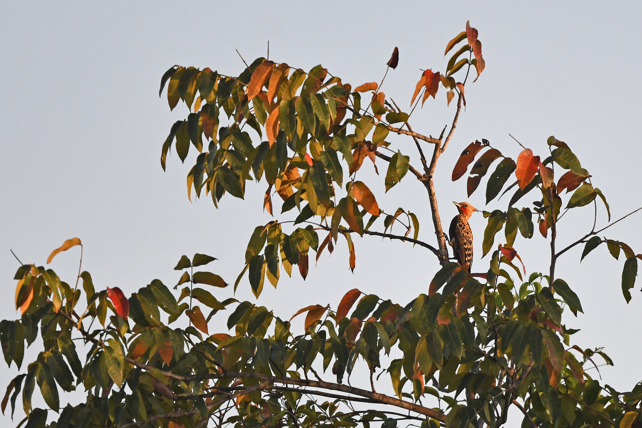Ochre-backed Woodpecker (Celeus ochraceus), photo 3