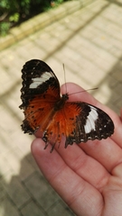 Cethosia penthesilea