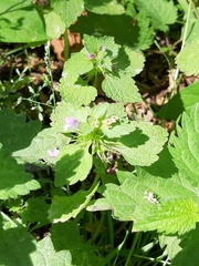 Lamium purpureum