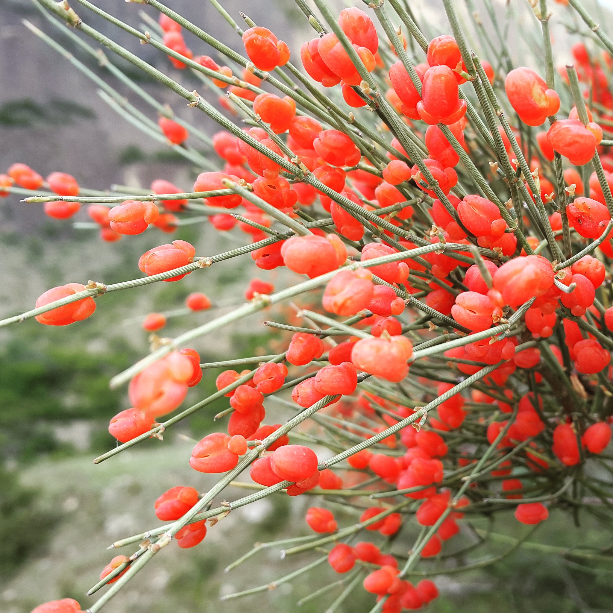 Jointfirs (Genus Ephedra)  iNaturalist