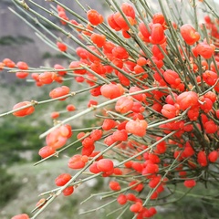 Ephedra procera