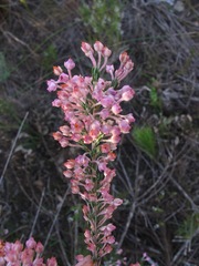 Erica irregularis