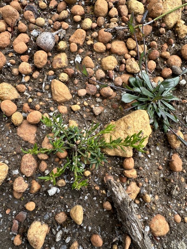 Amperea ericoides observed 2024-09-29