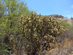 Cylindropuntia molesta