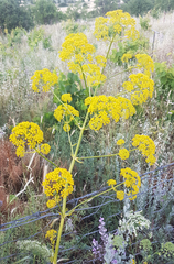 Isatis tinctoria