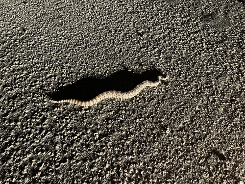 iNaturalist observation photo of Southwestern Speckled Rattlesnake