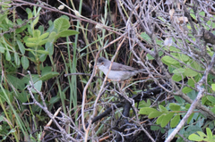 Curruca ruppeli