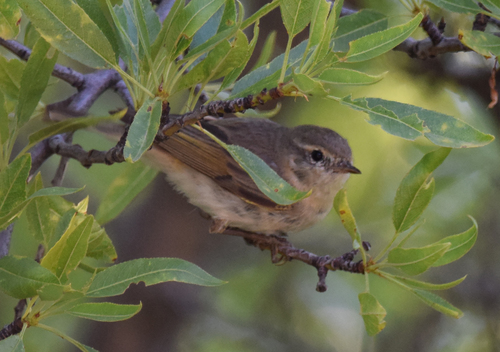 Eastern Bonelli's Warbler, photo 8 of 10