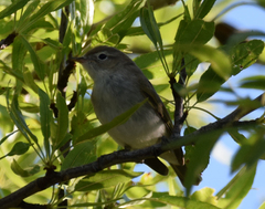 Phylloscopus orientalis