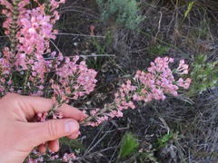 Erica irregularis