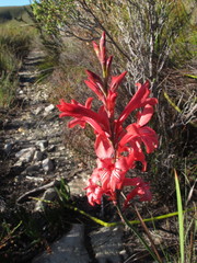 Tritoniopsis pulchra