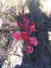 Tritoniopsis pulchra