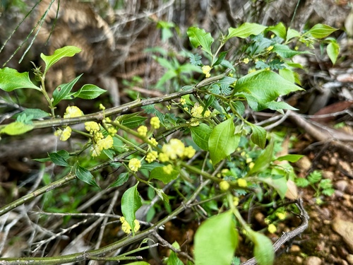 Image of Acacia urophylla by (c) pimelea, some rights reserved (CC BY)