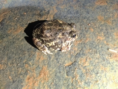 Sphaerotheca breviceps