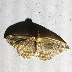 Philereme transversata