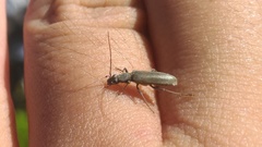 Oedemerinae