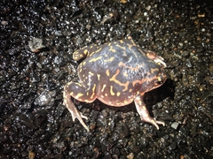 Uperodon systoma
