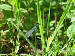 Enallagma cyathigerum