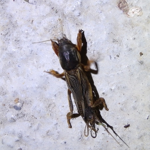 Sjeverni rovac (Gryllotalpa gryllotalpa)