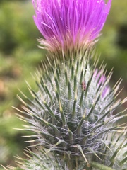 Cirsium vulgare