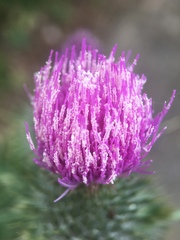 Cirsium vulgare