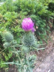 Cirsium vulgare