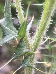 Cirsium vulgare