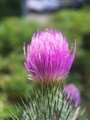 Cirsium vulgare