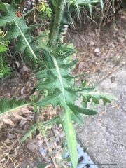 Cirsium vulgare