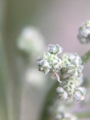 Chenopodium album
