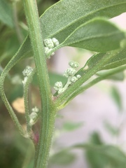 Chenopodium album
